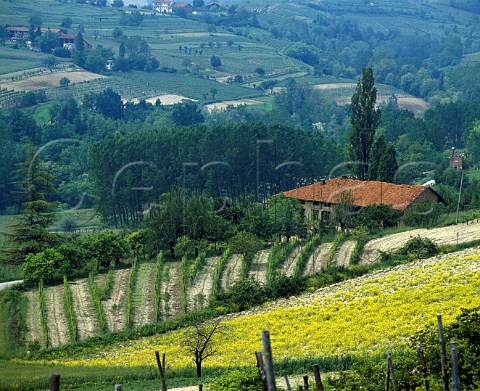 Spring flowers in vineyard on the Strada de Vini del   Freisa e Malvasia at Castelnuovo don Bosco   Piemonte Italy