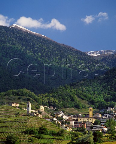 Vineyards around the hillside village of Castione Near Sondrio Lombardy Italy  Valtellina