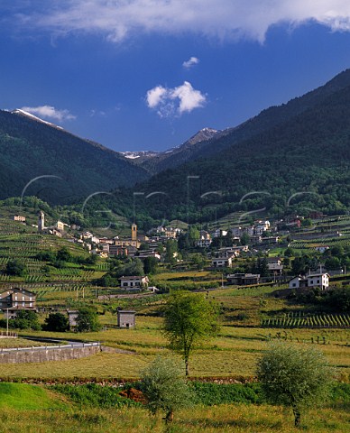 Vineyards at Castione near Sondrio Lombardy Italy  Valtellina