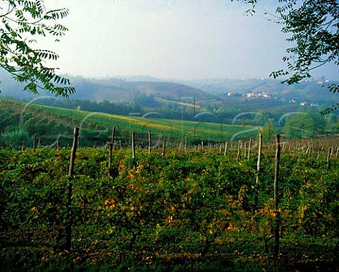 Vineyards of the Oltrep Pavese Lombardy  Italy