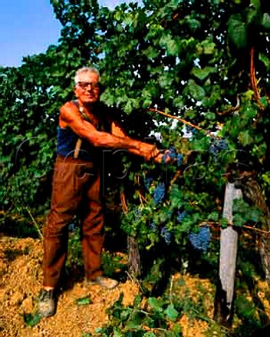 Harvesting Cabernet Sauvignon grapes of   Terre Rosse Zola Predosa near Bologna   Emilia Romagna Italy