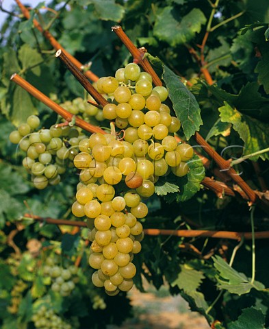 Moscato grapes in vineyard of Terre Rosse Zola Predosa near Bologna Emilia Romagna Italy
