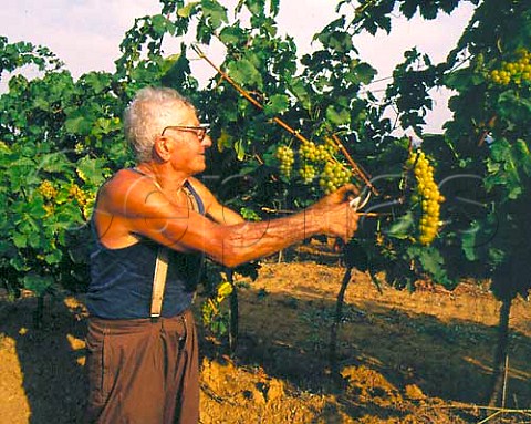 Harvesting Moscato grapes in vineyard of Terre Rosse   at Zola Predosa near Bologna EmiliaRomagna Italy