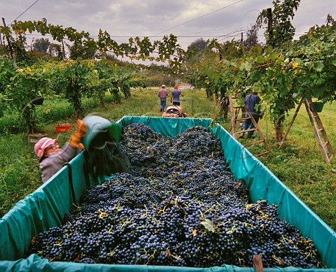 Harvesting Lambrusco grapes in vineyard near Reggio nellEmilia EmiliaRomagna  Italy  Lambrusco Reggiano