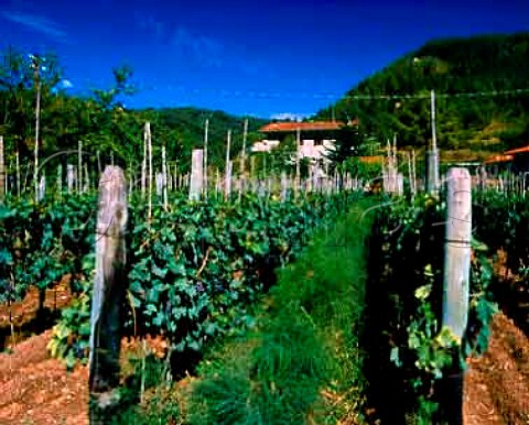 Vineyard near Lucca Tuscany Italy