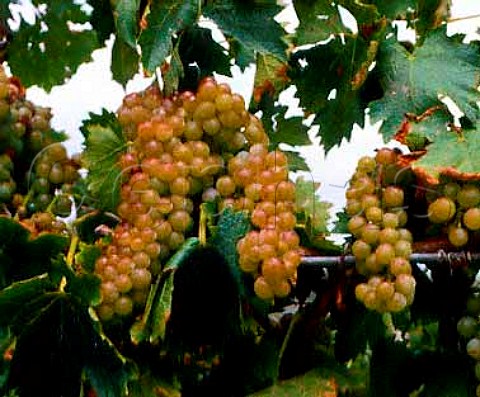 Moscadello grapes of Villa Banfi Montalcino   Tuscany    Moscadello di Montalcino