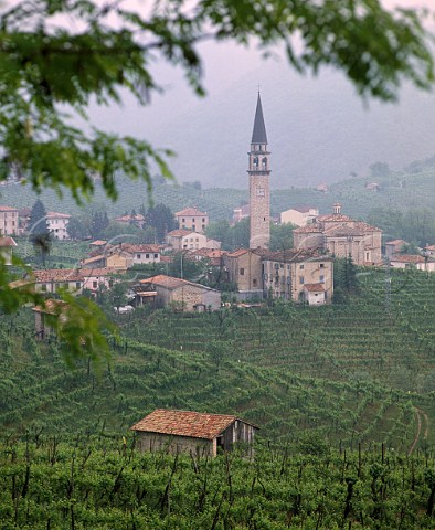 Vineyards around Guia on the Strada del Vino   Prosecco near Valdobbiadene Veneto Italy