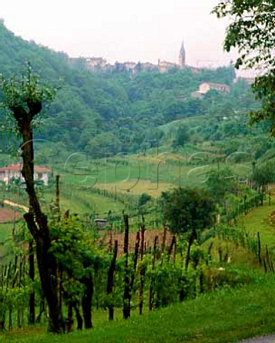 View over vineyard to Combai    near Valdobbiadene Veneto Italy