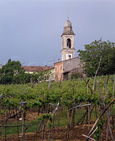 Vineyard at Castel Cerino Veneto Italy  Soave