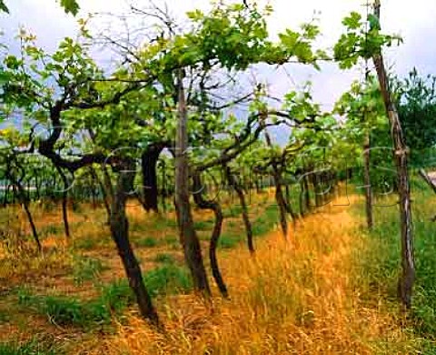 Hightrained vines Soave Veneto Italy