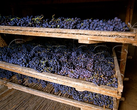 Drying grapes on rush mats for Amarone of Masi   Gargagnano Veneto Italy   Valpolicella