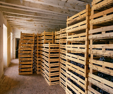 Drying grapes for Amarone in a loft of Masi Gargagnano Veneto Italy   Valpolicella