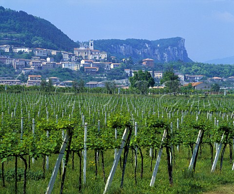 Vineyards at Cavaion Veronese Veneto Italy  Bardolino