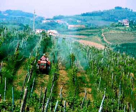 Spraying vineyard in the spring Oslavia Friuli   Italy       Collio