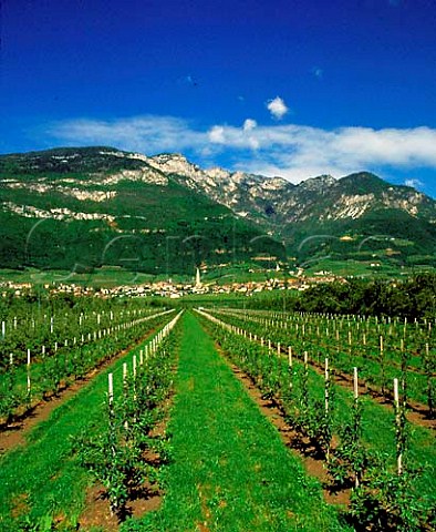 Apple orchards at Termeno Alto Adige  Italy