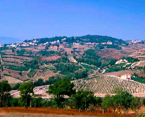 Vignadangelo vineyard of Mastroberardino   Santo Paolina Campania Italy