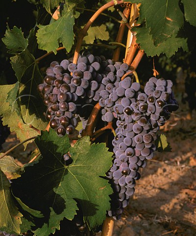 Gaglioppo grapes Cir Calabria Italy