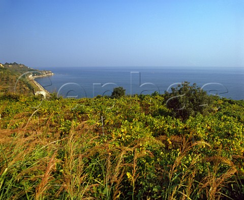 Vineyard above the Adriatic Sea at Ortona Abruzzi Italy