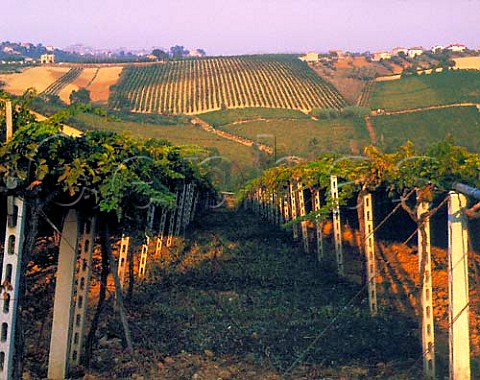 Vineyard by the Illuminati winery Controguerra   Abruzzi Italy  Montepulciano dAbruzzo