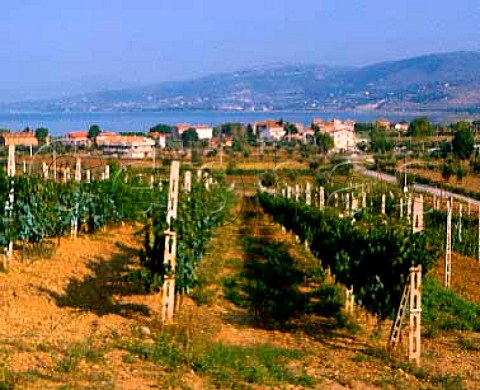 Village and vineyards of Torricella by   Lago Trasimeno Umbria Italy     Colli dei Trasimeno