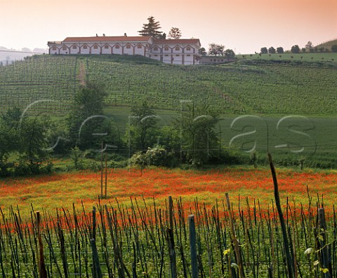 Vineyards and spring flowers below Cantina Aldo   Conterno Monforte dAlba Piemonte Italy      Barolo
