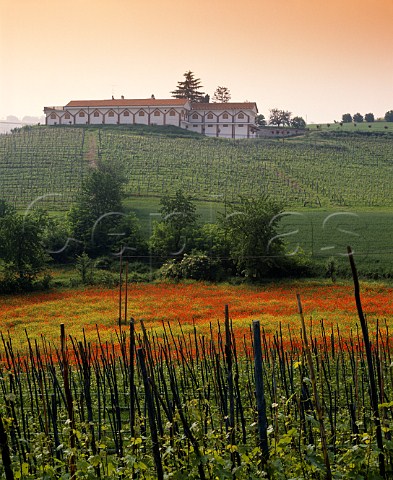 Springtime flowers in vineyard below Cantina   Aldo Conterno Monforte dAlba Piemonte Italy      Barolo