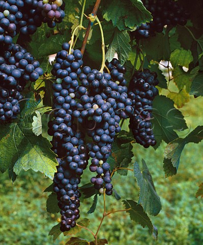 Lambrusco grapes  EmiliaRomagna Italy