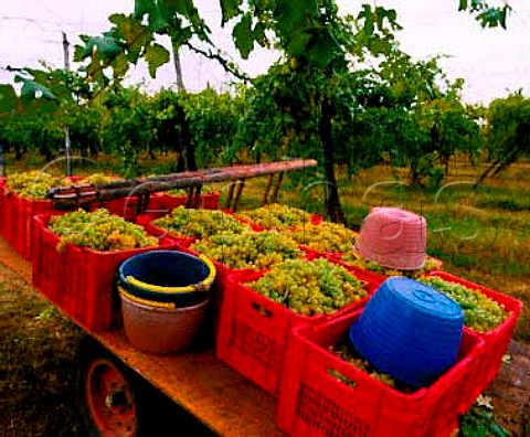 Harvested grapes near Bologna Emilia Romagna   Italy   Albana di Romagna