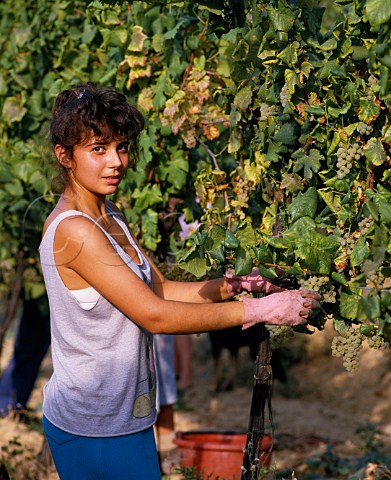 Harvesting Malvasia grapes on the Terre Rosse estate   at Zola Predosa near Bologna   Emilia Romagna Italy  Colli Bolognesi