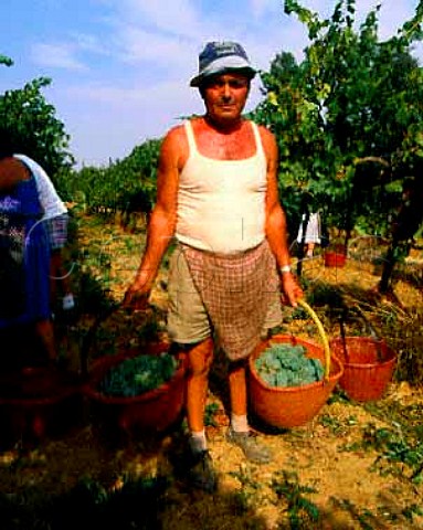 Harvesting Chardonnay grapes of Terre Rosse   Zola Predosa near Bologna Emilia Romagna Italy  Colli Bolognesi
