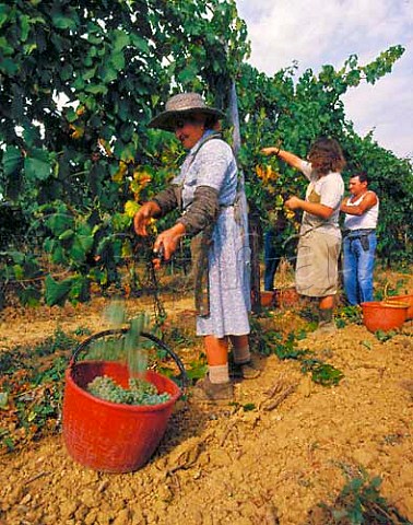 Harvesting Chardonnay grapes in vineyard of Terre   Rosse at Zola Predosa near Bologna EmiliaRomagna   Italy