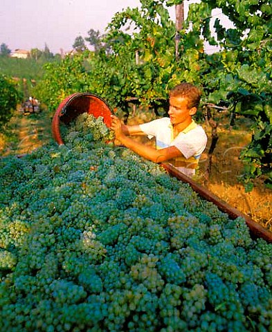 Harvesting Chardonnay grapes in vineyard of Terre   Rosse at Zola Predosa near Bologna EmiliaRomagna   Italy