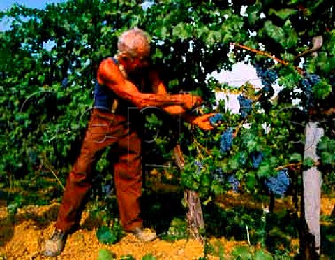 Harvesting Cabernet Sauvignon grapes of   Terre Rosse Zola Predosa near Bologna   Emilia Romagna Italy   Colli Bolognesi