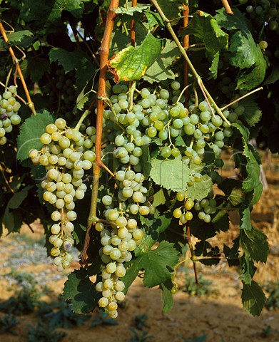 Malvasia grapes of Terre Rosse Zola Predosa   near Bologna Emilia Romagna Italy  Colli Bolognesi