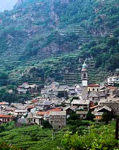 Hightrained Nebbiolo vines around Carema   Piemonte Italy