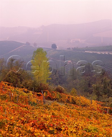 Barbera vineyard in the autumn Barbaresco Piemonte Italy  Barbera dAlba