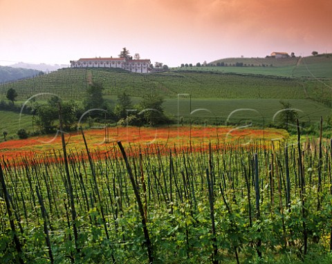 Spring flowers amidst vineyards below Cantina Aldo Conterno Monforte dAlba Piemonte Italy  Barolo