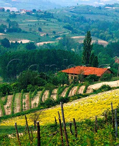 Vineyards in spring on the Strada de Vini del Freisa   e Malvasia at Castelnuovo don Bosco Piemonte Italy