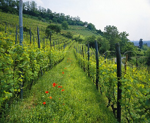 Vineyard in the spring on the Strada de Vini del   Freisa e Malvasia Castelnuovo don Bosco   Piemonte Italy