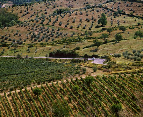 Vineyards and olive groves at Panzano in Chianti   Tuscany Italy         Chianti Classico