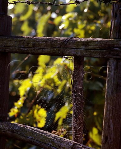Spiders web in vineyard   Montefiascone Lazio Italy