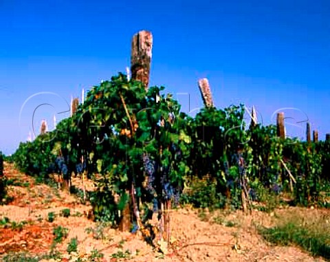 Gaglioppo vineyard at Cir Calabria Italy   DOC Cir