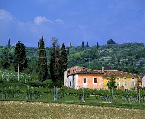 House and vineyards at Gargagnano Veneto Italy    Valpolicella Classico