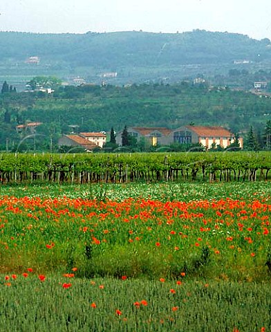 Vineyards and poppies in the spring near Verona   Veneto Italy    Valpolicella