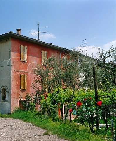 House with vines and olive tree in its garden Calmasino near Bardolino Veneto Italy Bardolino