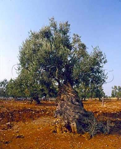 Ancient olive trees Puglia Italy