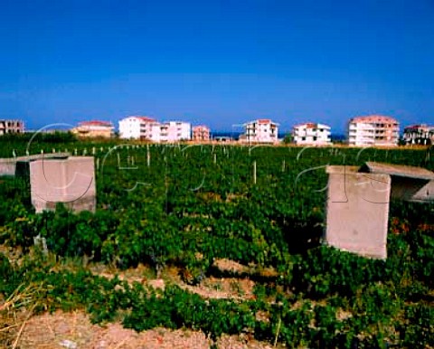 Gaglioppo vineyard near the Ionian Sea   Cir Marina Calabria Italy   Cir
