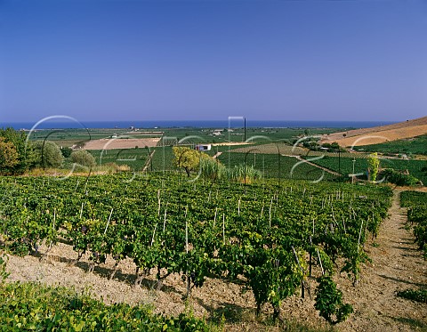 Gaglioppo vineyard near the sea at Ciro Calabria Italy