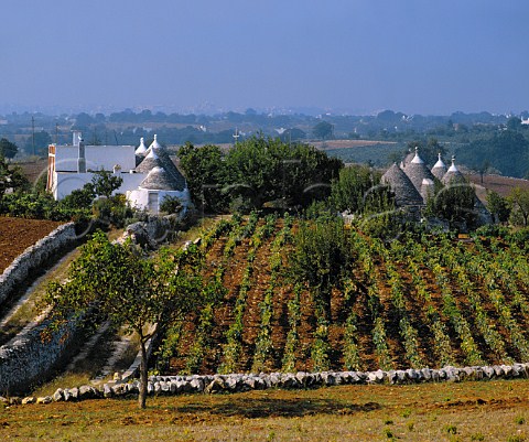 Trulli in vineyard at Cisternino Puglia Italy   Locorotondo