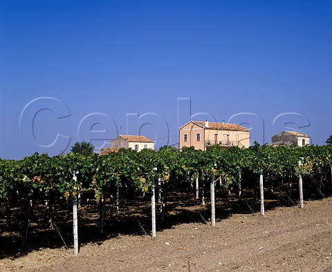 Vineyard near Ururi Molise Italy
